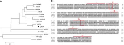 Molecular characterization and transcriptional regulation analysis of the Torreya grandis squalene synthase gene involved in sitosterol biosynthesis and drought response